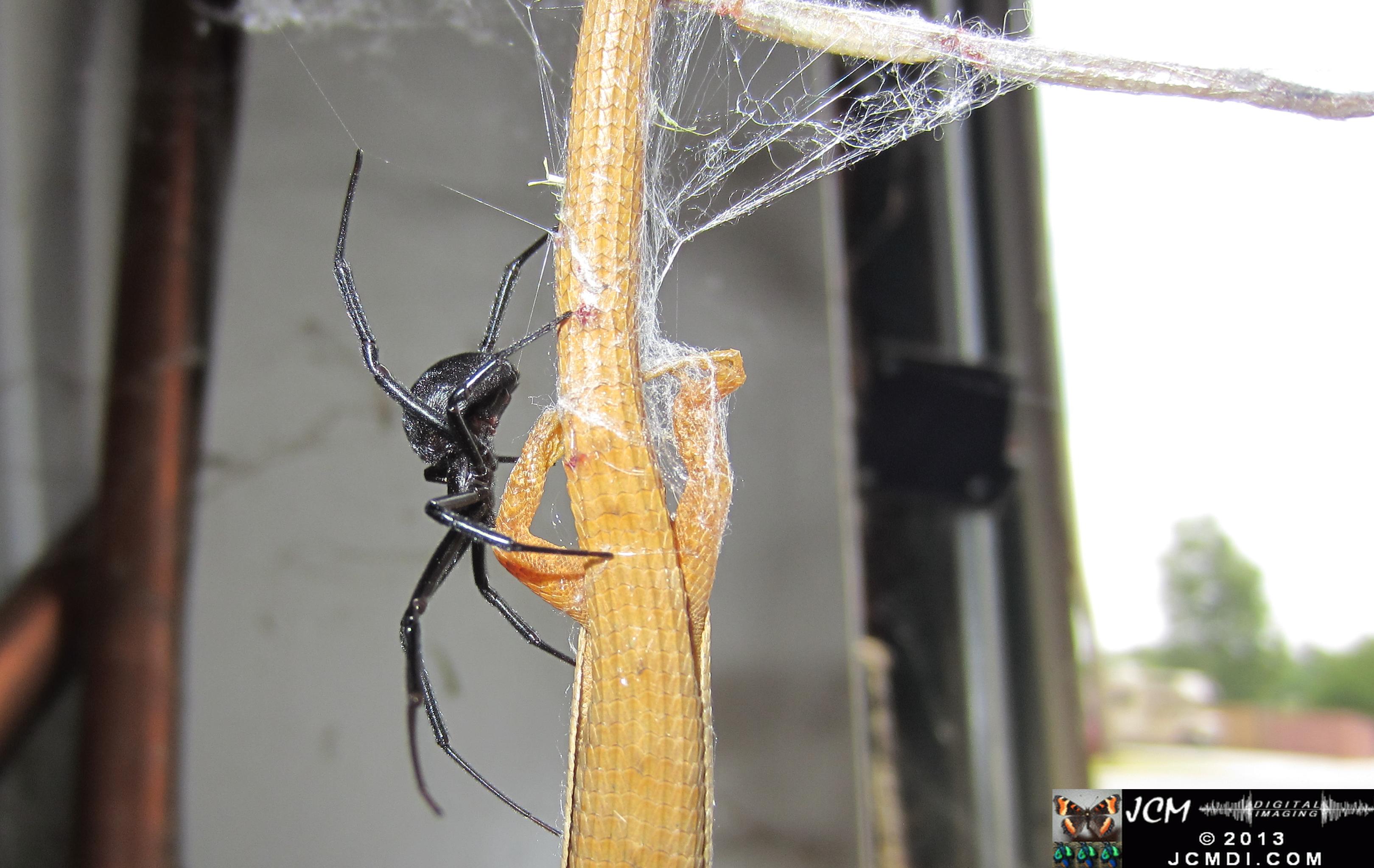 Black Widow vs (and EATS) Alligator Lizard